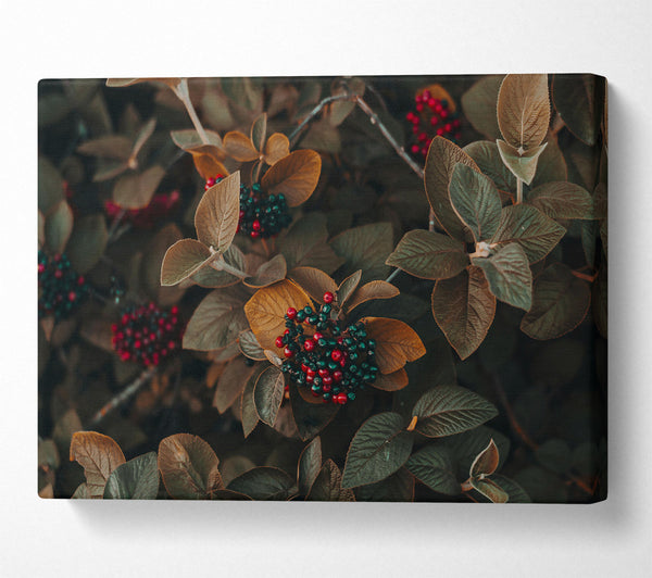  A Canvas Print of Burgundy Autumn Berries Canvas Print