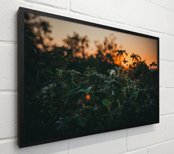 Orange Sunset Foliage
