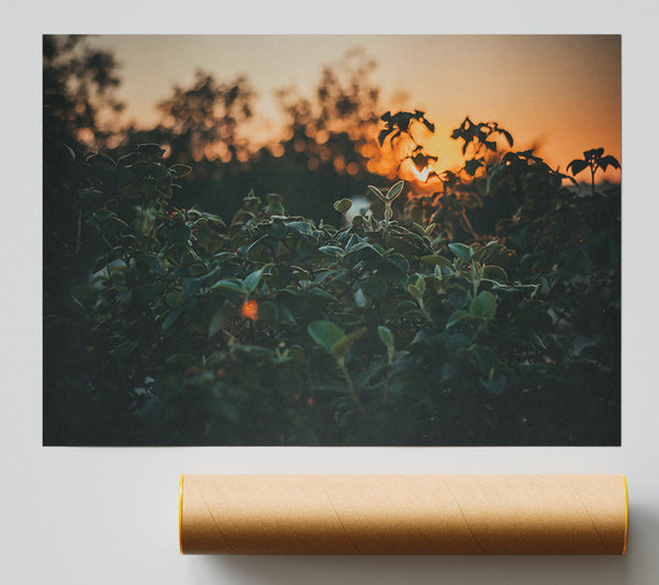 Orange Sunset Foliage Print