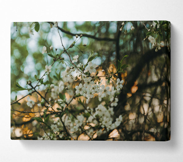  A Canvas Print of Golden White Blossoms Canvas Wall Art