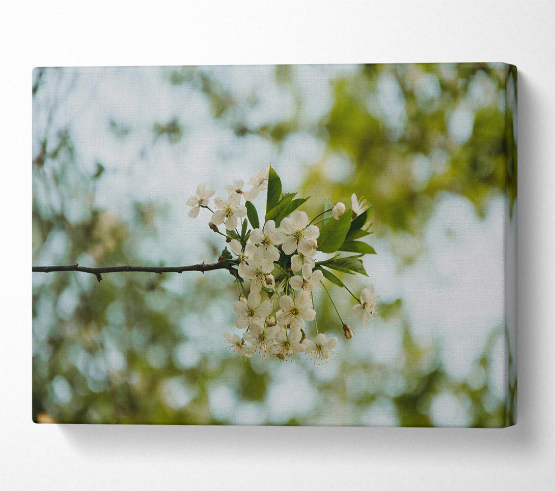  A Canvas Print of White Blossoms In Bloom Canvas Wall Art