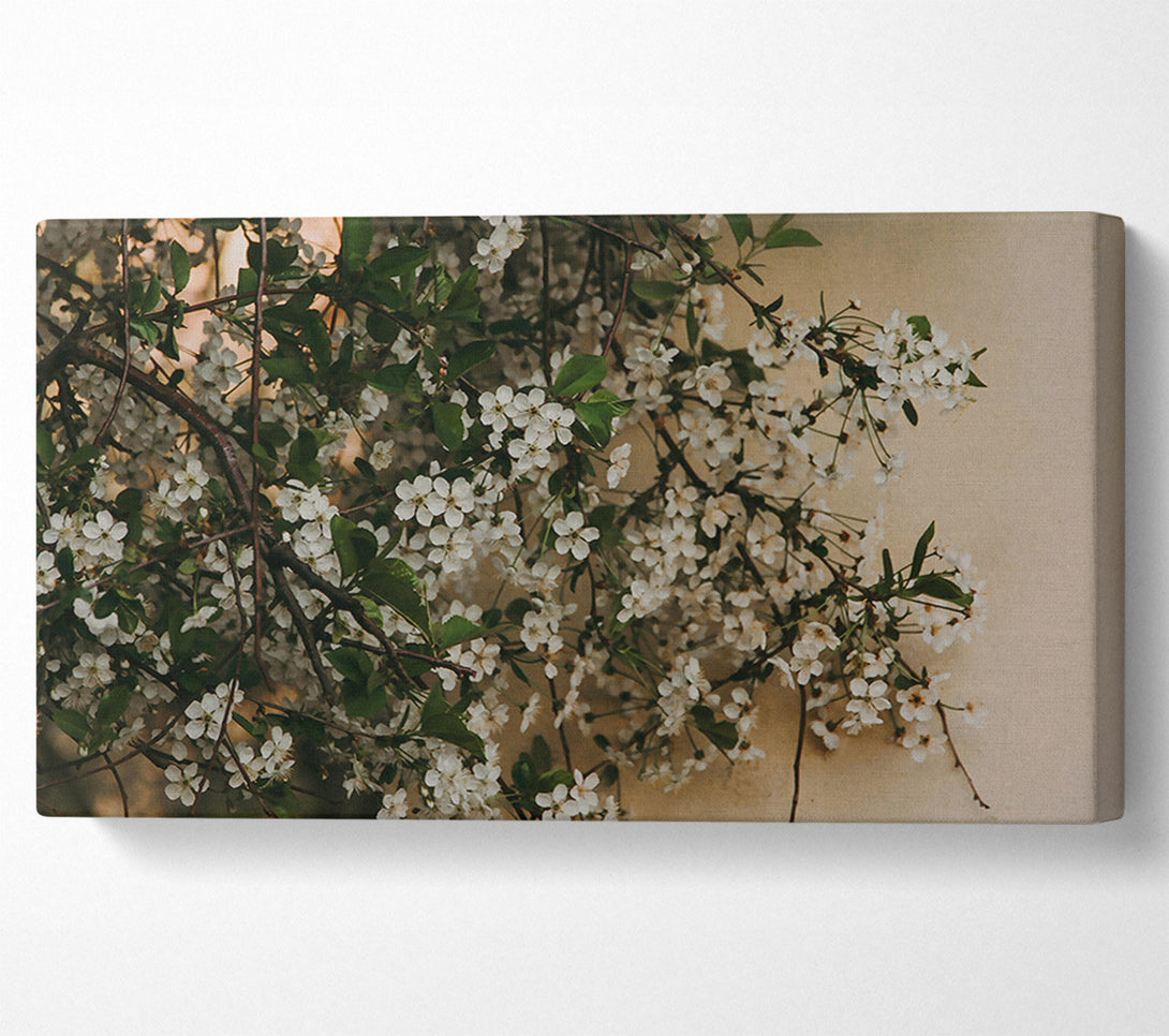 A Canvas Print of White Blossoms On Beige Canvas Print