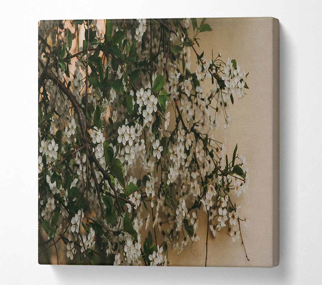  A Canvas Print of White Blossoms On Beige Canvas Print