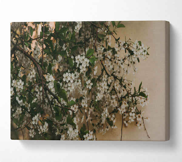  A Canvas Print of White Blossoms On Beige Canvas Print