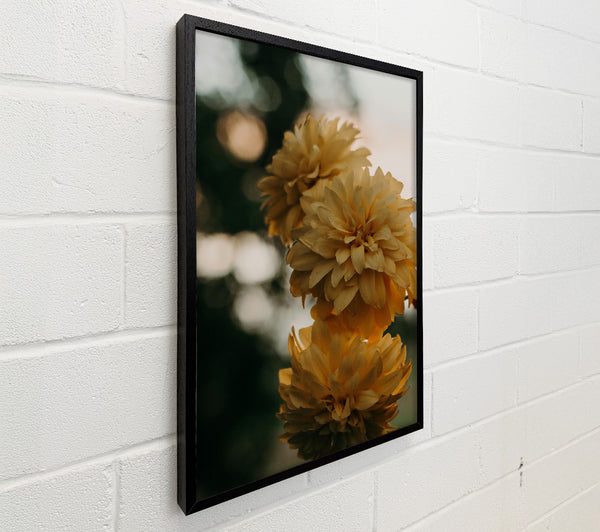Golden Blooms In Focus