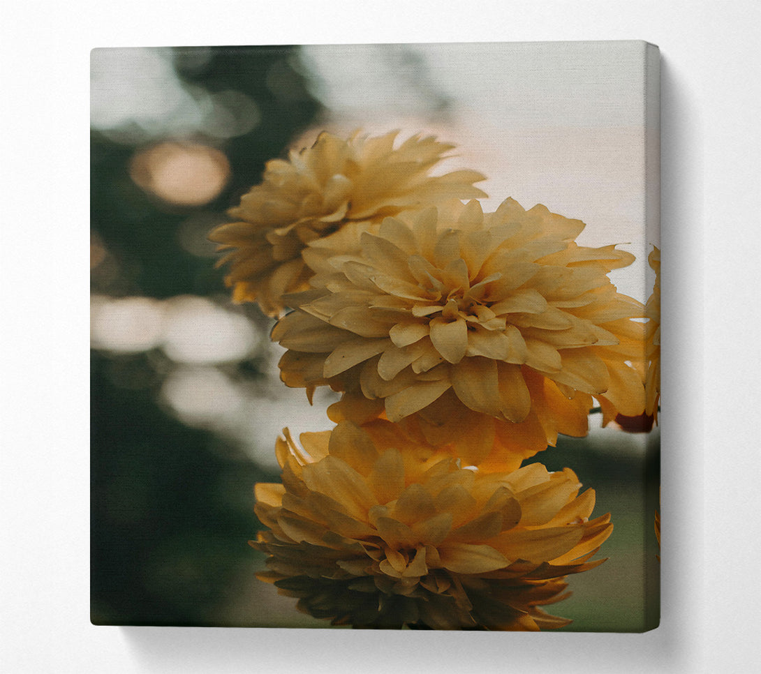  A Canvas Print of Golden Blooms In Focus Canvas Art