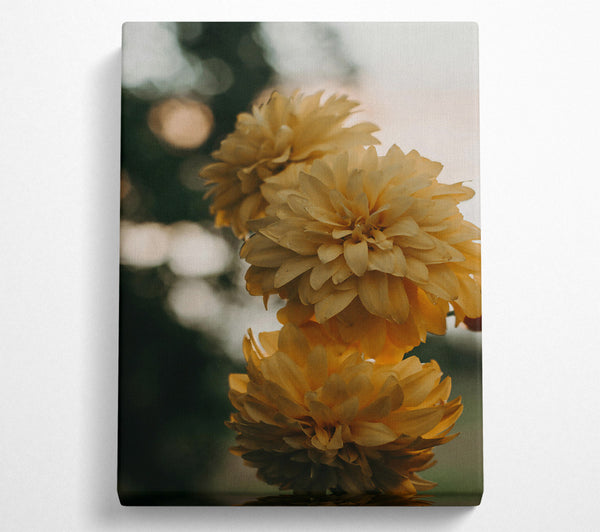  A Canvas Print of Golden Blooms In Focus Canvas Art