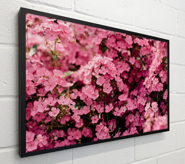 Pink Flower Field