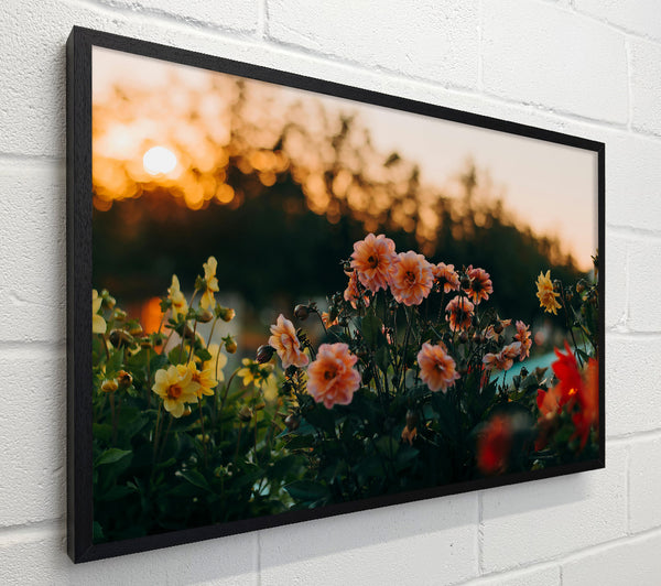 Peach Sunset Blooms