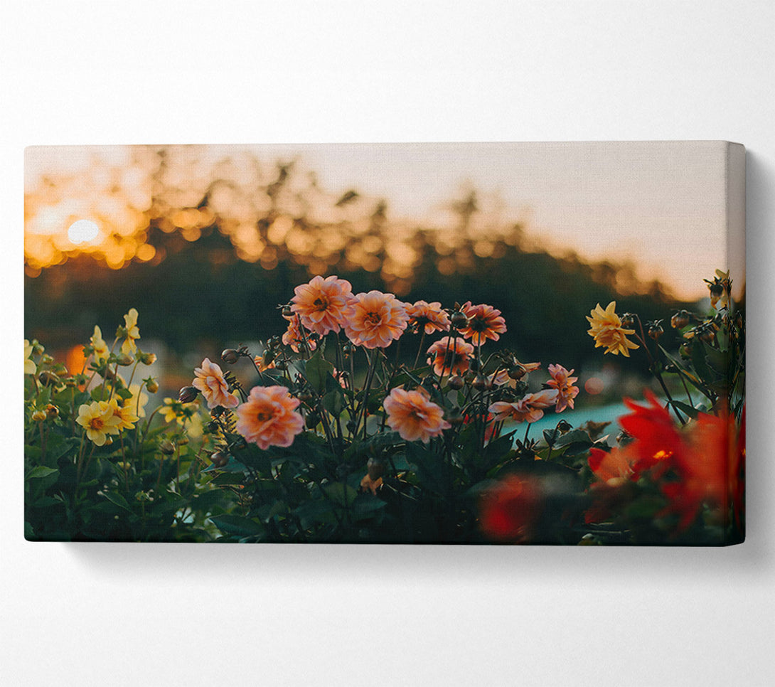  A Canvas Print of Peach Sunset Blooms Canvas Print