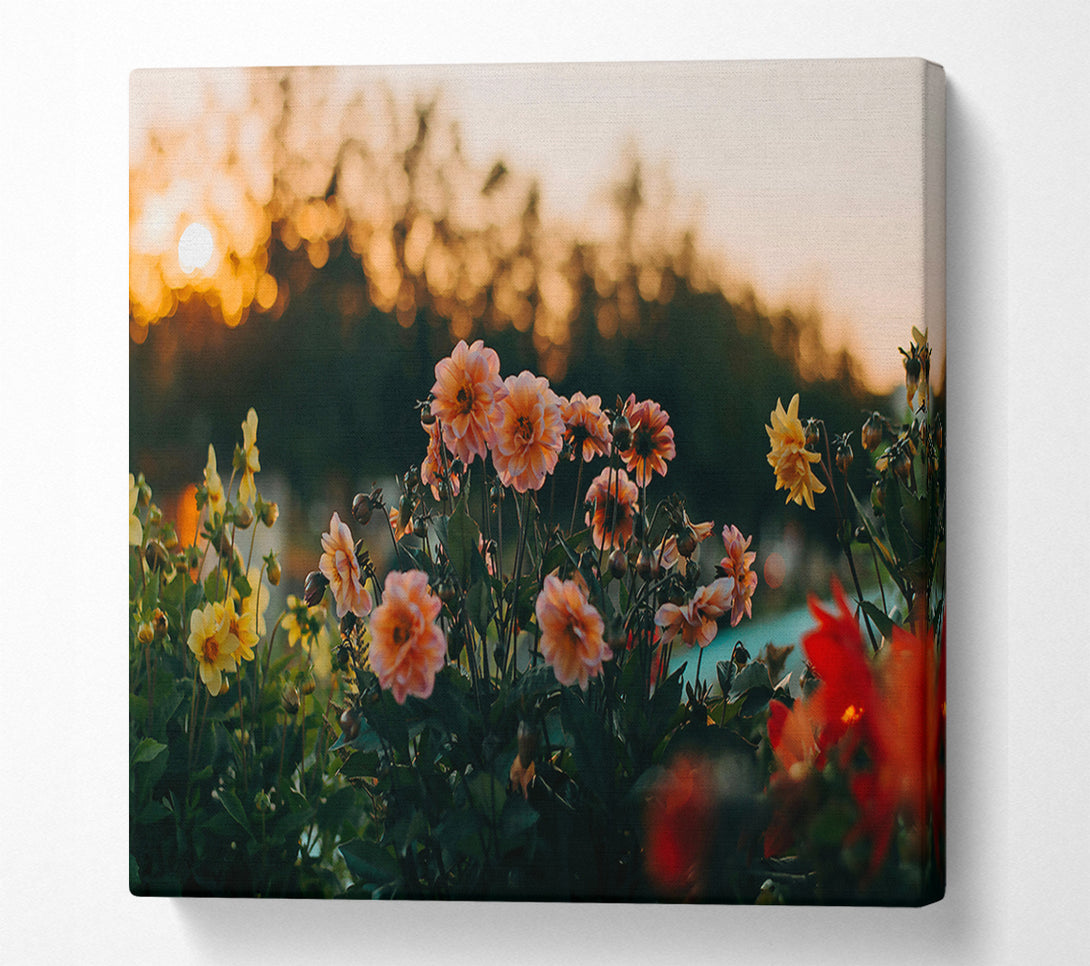  A Canvas Print of Peach Sunset Blooms Canvas Print
