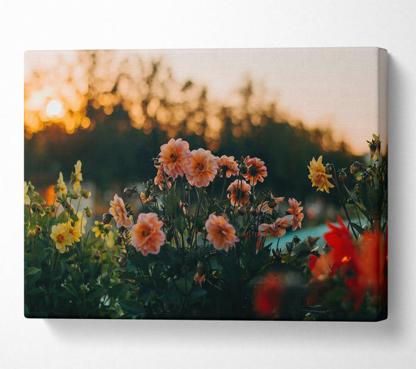  A Canvas Print of Peach Sunset Blooms Canvas Print