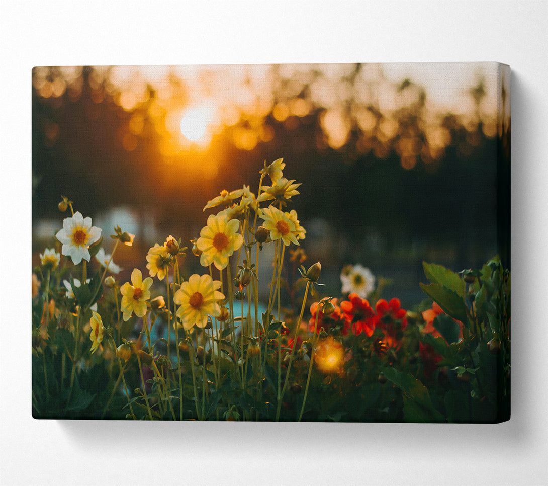  A Canvas Print of Golden Sunset Bloom Canvas Wall Art