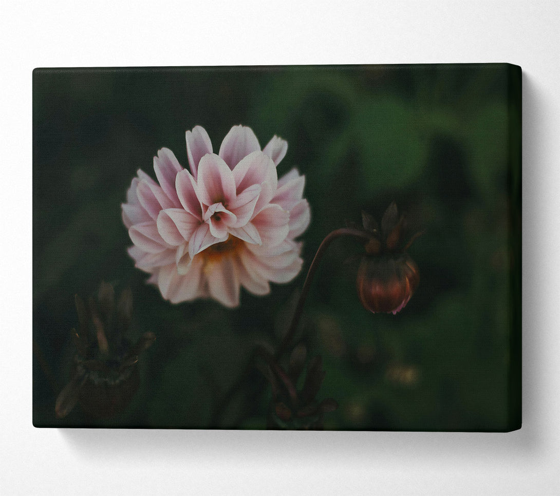  A Canvas Print of Pink Bloom In Darkness Canvas Print