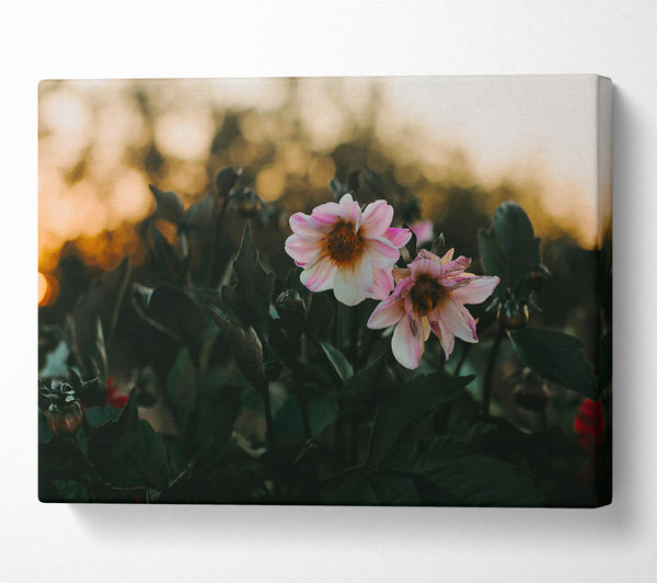  A Canvas Print of Pink Sunset Blooms Canvas Print
