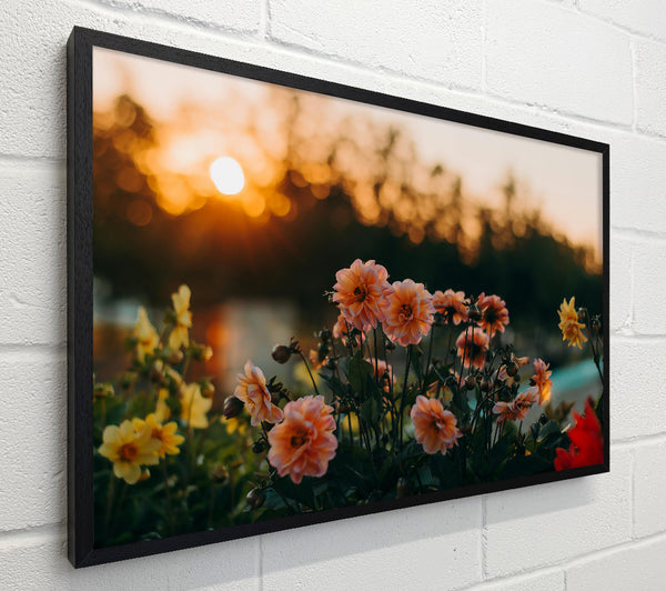 Peach Sunsets Blooms