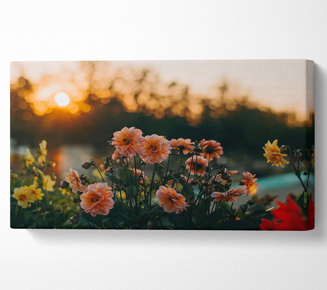  A Canvas Print of Peach Sunsets Blooms Canvas Wall Art