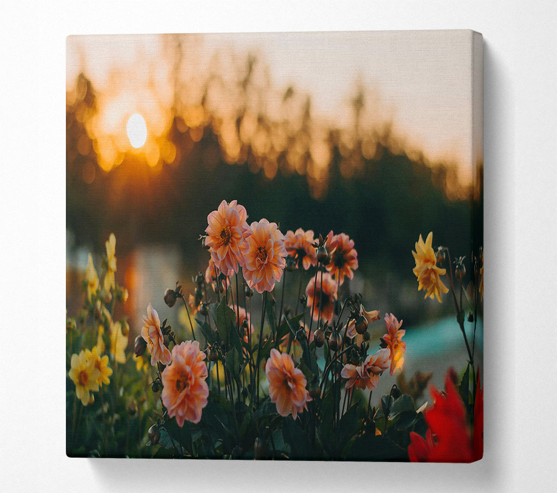  A Canvas Print of Peach Sunsets Blooms Canvas Wall Art