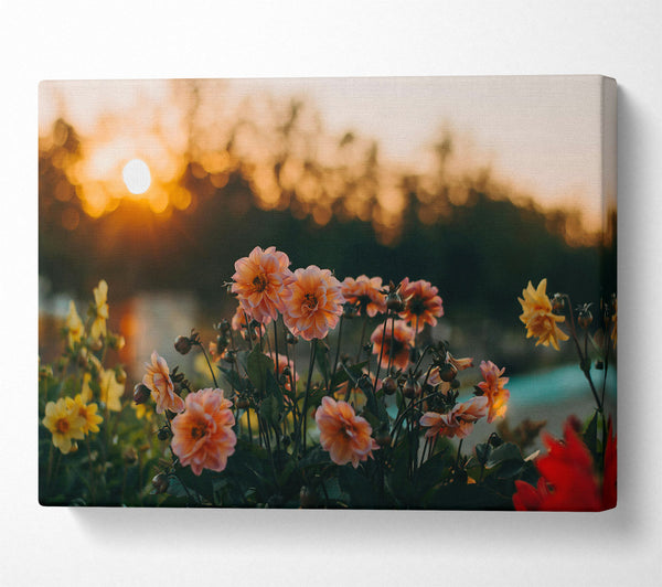  A Canvas Print of Peach Sunsets Blooms Canvas Wall Art