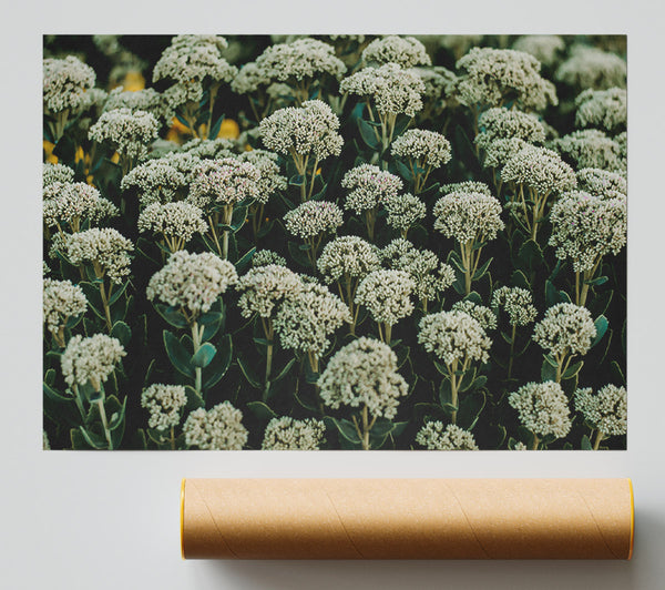 Green White Blooms Giclee Print