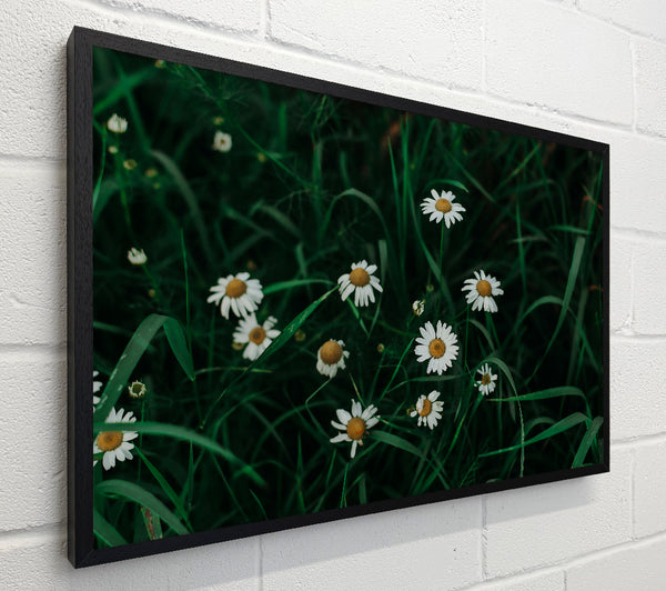 Green Daisies In Bloom