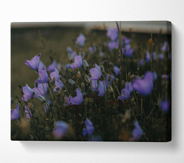  A Canvas Print of Lavender Field Dreams Canvas Wall Art