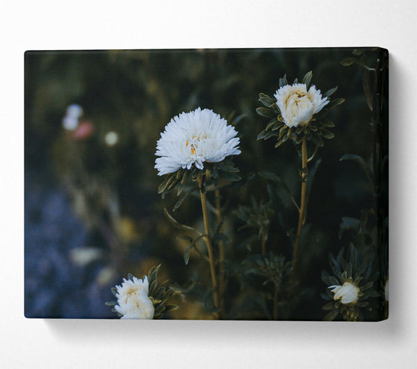  A Canvas Print of White Blooms In Darkness Canvas Art