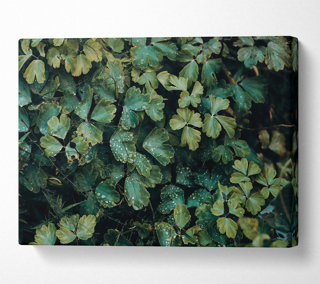  A Canvas Print of Emerald Dew Drops Canvas Wall Art