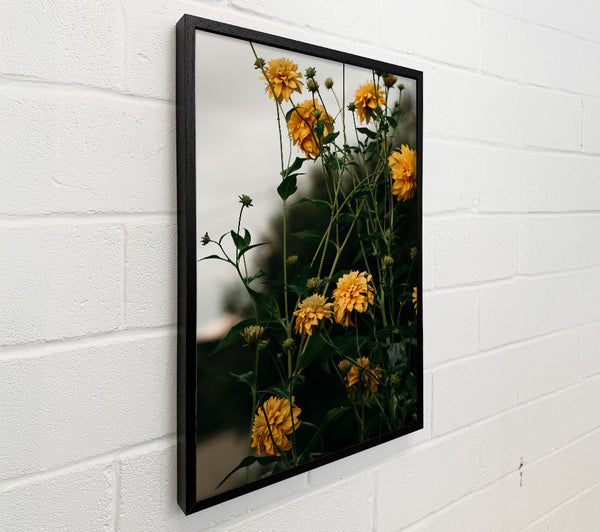 Golden Blooms In Shadow