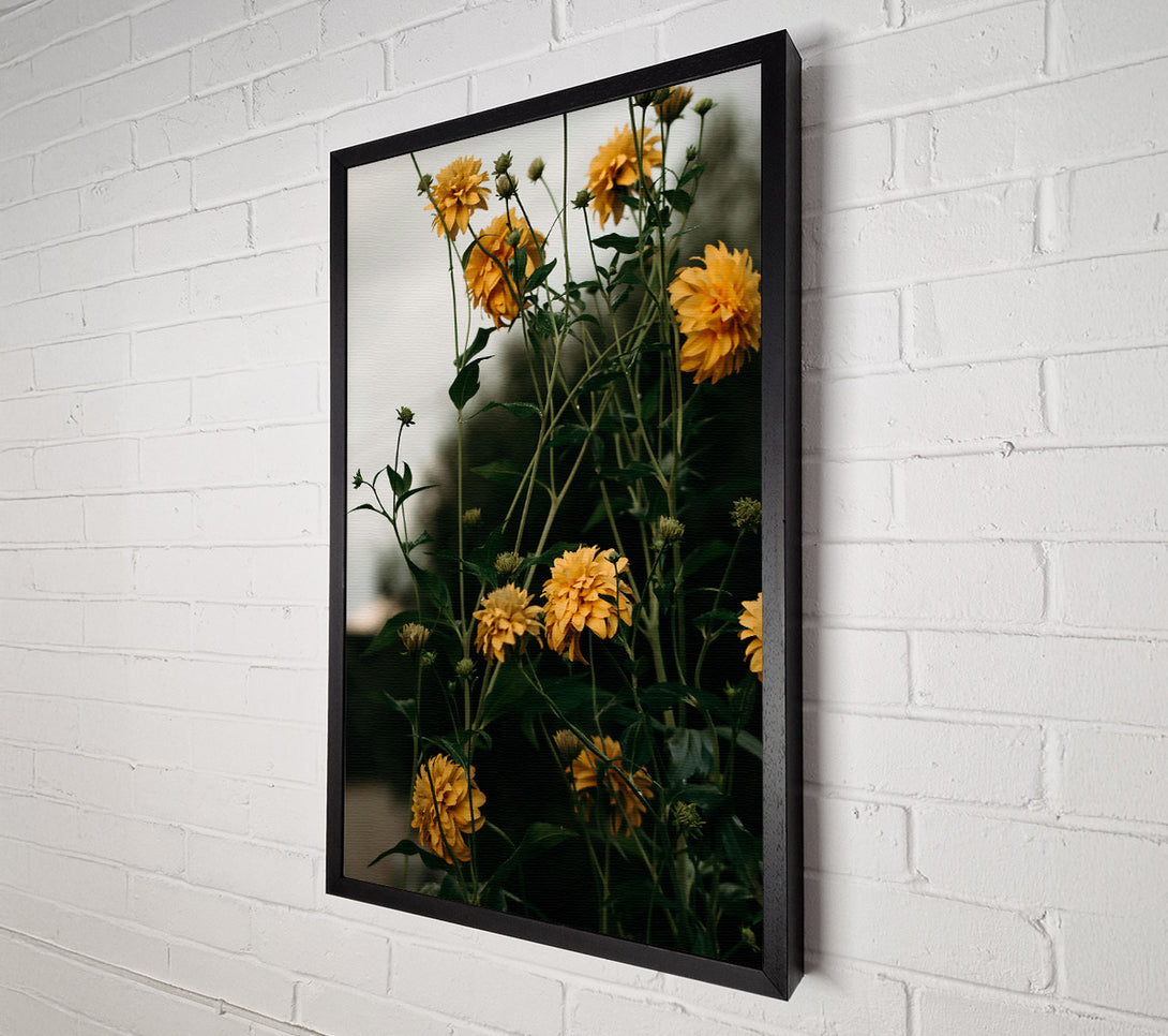  A Canvas Print of Golden Blooms In Shadow Canvas Print