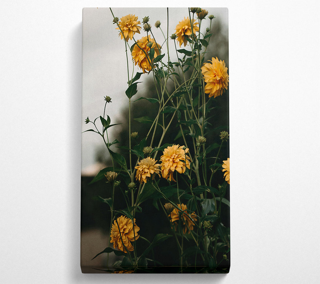  A Canvas Print of Golden Blooms In Shadow Canvas Print