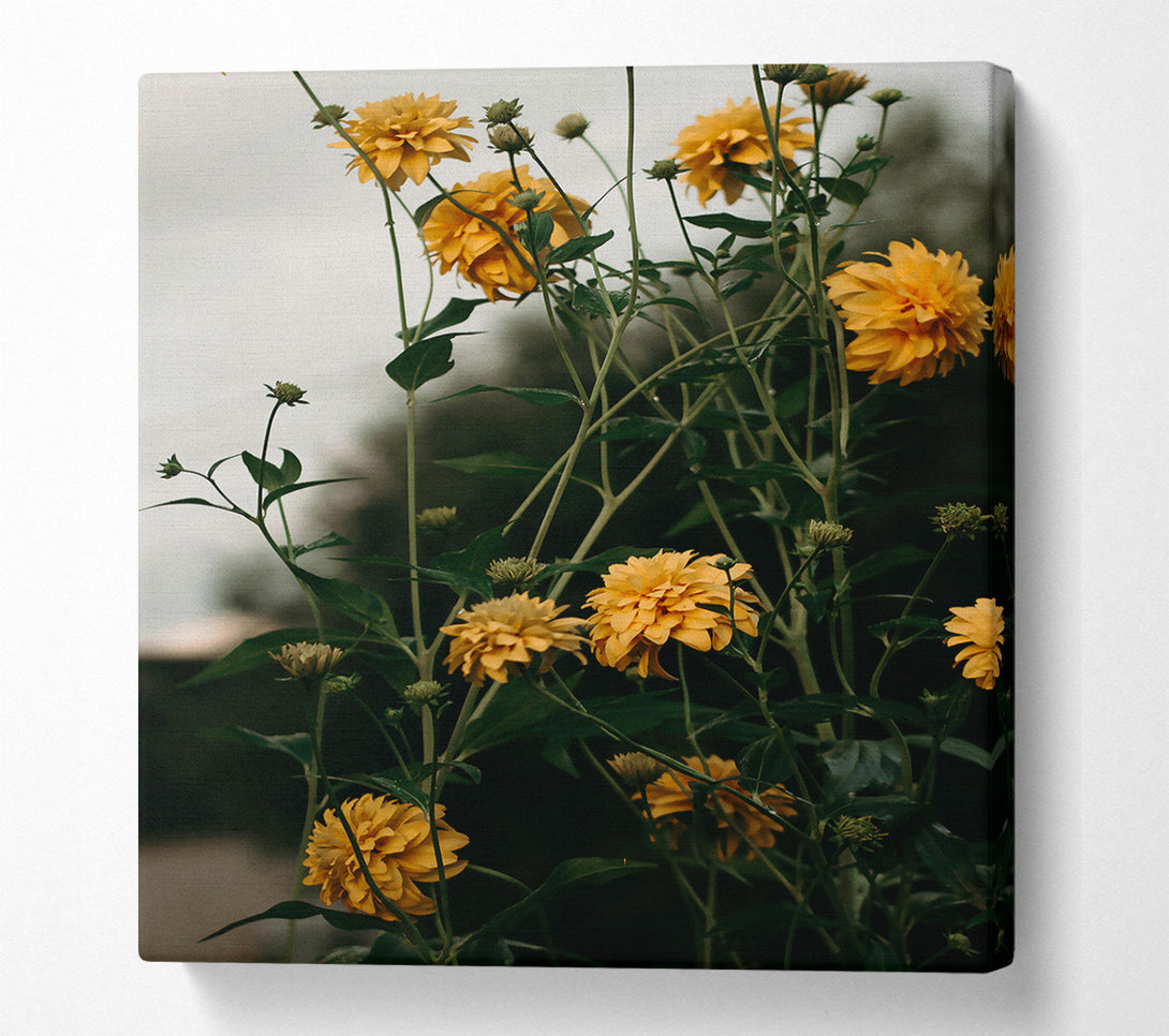  A Canvas Print of Golden Blooms In Shadow Canvas Print