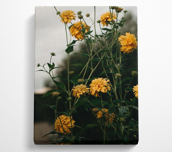  A Canvas Print of Golden Blooms In Shadow Canvas Print