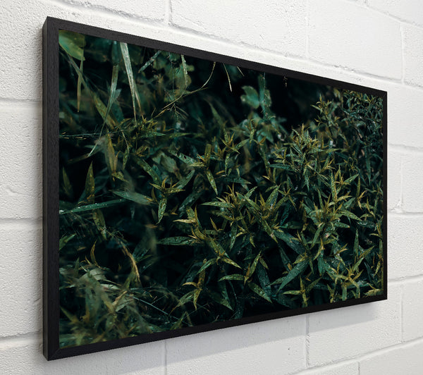 Emerald Forest Rain