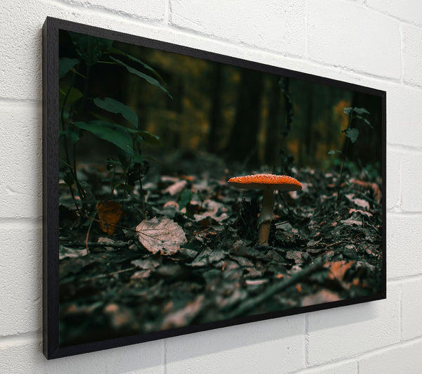 Orange Mushroom In The Woods