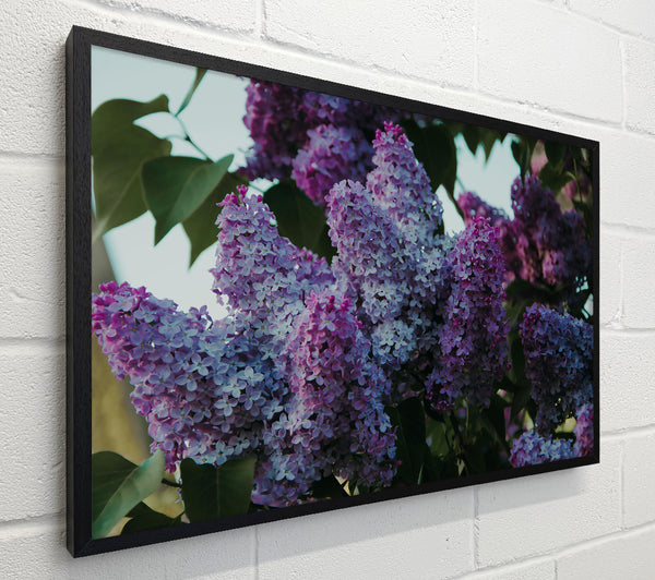 Lilac Purple Blooms