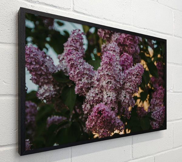 Lilac Sunset Bloom