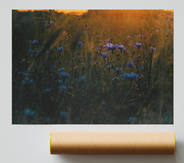 Blue Flowers In Sunset Glow Giclee Print