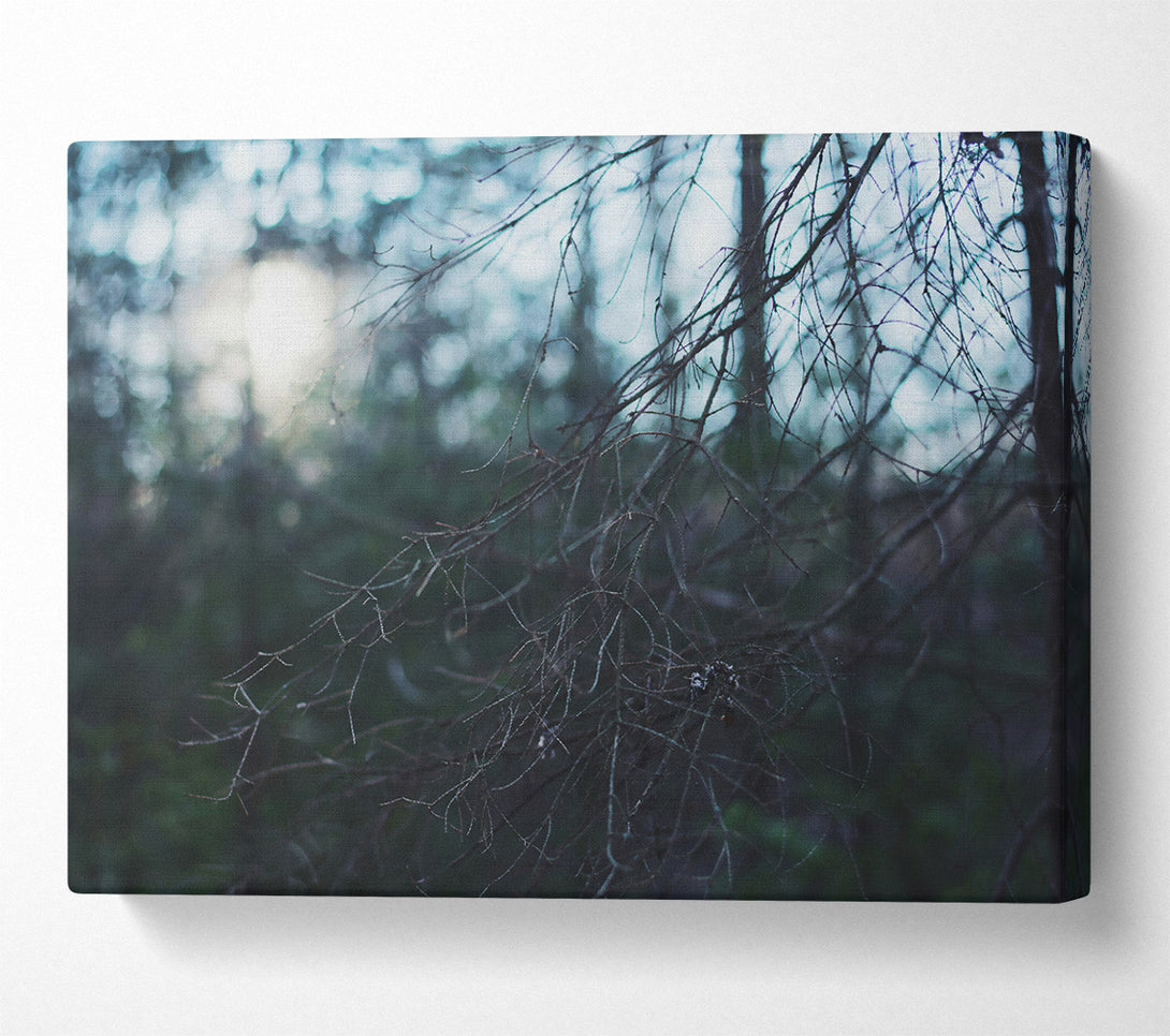  A Canvas Print of Blue Forest Light Canvas Print