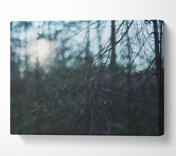  A Canvas Print of Blue Forest Light Canvas Print