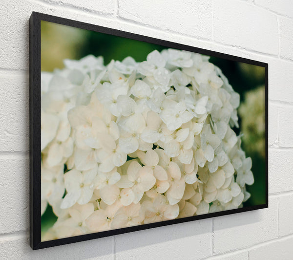 White Flower Cluster