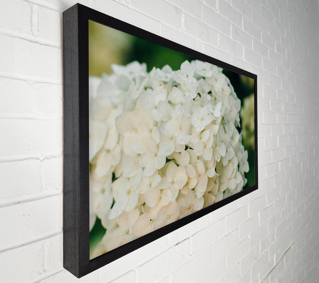 A Canvas Print of White Flower Cluster Canvas Wall Art