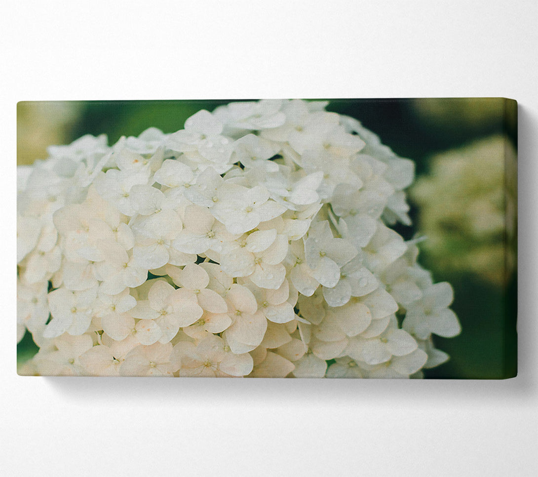  A Canvas Print of White Flower Cluster Canvas Wall Art