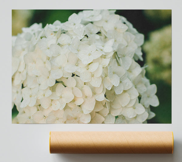 White Flower Cluster Print