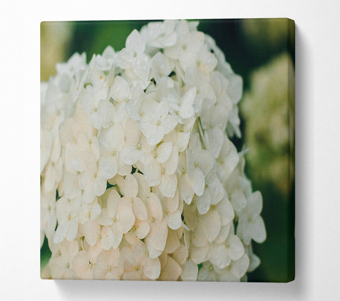  A Canvas Print of White Flower Cluster Canvas Wall Art