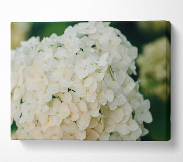  A Canvas Print of White Flower Cluster Canvas Wall Art