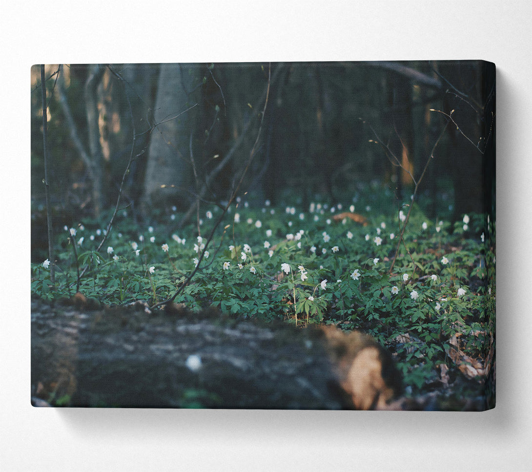  A Canvas Print of Green And White Blooms Canvas Art