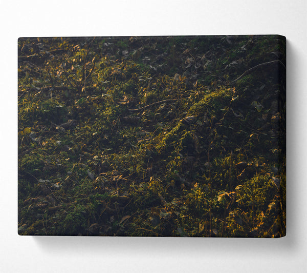  A Canvas Print of Golden Forest Floor Canvas Print