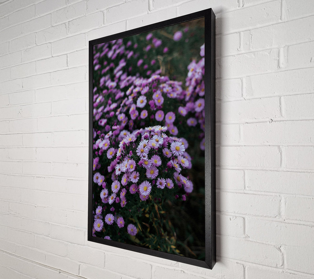  A Canvas Print of Lavender Field Bloom Canvas Print