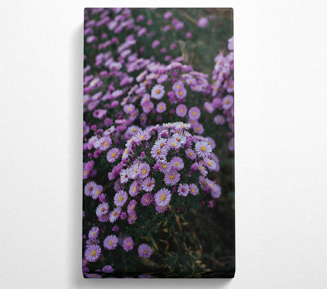  A Canvas Print of Lavender Field Bloom Canvas Print